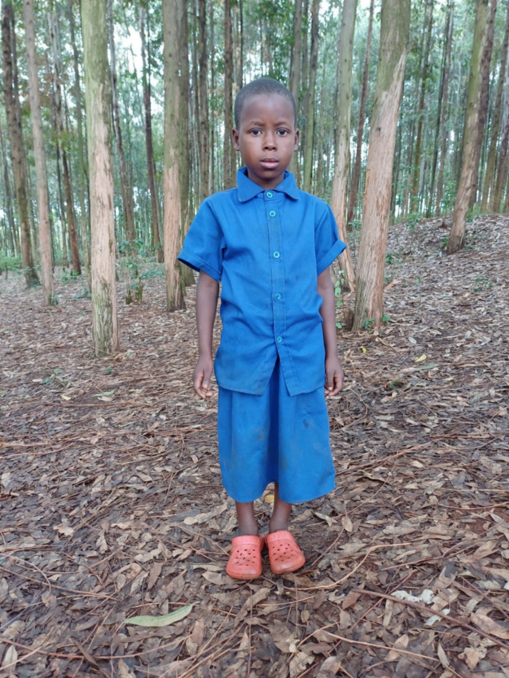 로제뜨 투이쉬미레